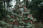 : - Rhododendron arboreum var. cinnamomeum