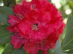: - Rhododendron floribundum