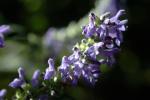 Salvia polystachia - Salvia polystachia