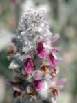Woll-Ziest - Stachys byzantina
