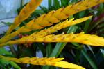: - Vriesea ospinae var. ospinae