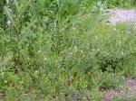 Gewöhnliches Hirtentäschelkraut - Capsella bursa-pastoris