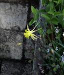 : - Aquilegia longissima