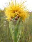 Großköpfige Flockenblume - Centaurea macrocephala