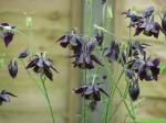 Schwarzviolette Akelei - Aquilegia atrata