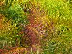: - Amsonia hubrichtii