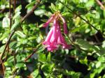: - Vesalea floribunda
