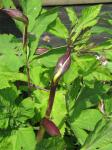 Rote Engelwurz - Angelica gigas