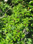 Echter Gewürzstrauch, Nelkenpfeffer - Calycanthus floridus var. glaucus