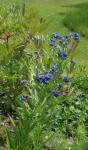 : - Cynoglossum microglochin var. nervosum