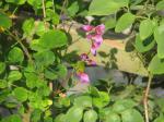 : - Desmodium callianthum