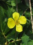 Chinesisches Schöllkraut
- Dicranostigma franchetianum