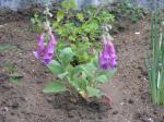 Iberischer Fingerhut - Digitalis thapsi