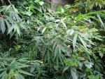 : - Euonymus cornutus