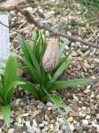 : - Fritillaria sinica
