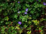 Nepal-Storchschnabel - Geranium wallichianum