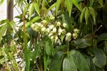 : - Stauntonia latifolia