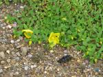 : - Hypericum reptans
