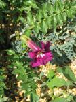 : - Incarvillea zhongdianensis