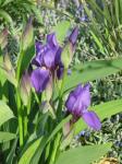 Nacktstengelige Schwertlilie - Iris aphylla