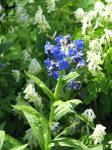 Langblättrige Lindelofie - Lindelofia longiflora