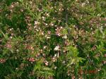 : - Malus transitoria
