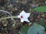 : - Mirabilis longiflora