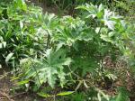 : - Napaea dioica