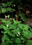 Himalaya-Katzenminze - Nepeta govaniana