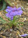 : - Penstemon uintahensis