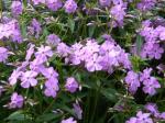 : - Phlox carolina