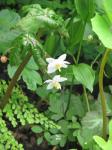: - Dysosma aurantiocaulis