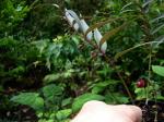 : - Disporopsis longifolia