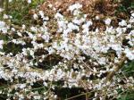 : - Prunus subhirtella 'autumnalis'