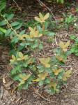 : - Rhododendron lanatum