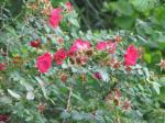 Mandarin-Rose - Rosa moyesii