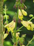 : - Salvia omeiana