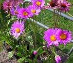 : - Senecio pulcher