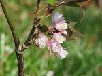 : - Staphylea holocarpa