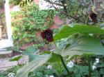 Dreizipfel-Lilie - Trillium erectum