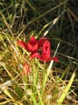 : - Tulipa sprengeri