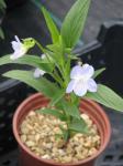 : - Viola montana