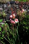 : - Watsonia pillansii