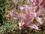 : - Alstroemeria garaventae