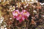 : - Alstroemeria hookeri subsp. maculata