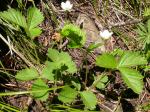 Wald-Erdbeere - Fragaria vesca