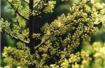 : - Schinus polygama