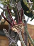:-Ceropegia stapeliiformis