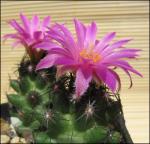 : - Escobaria hesteri