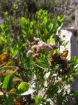 : - Baccharis alnifolia